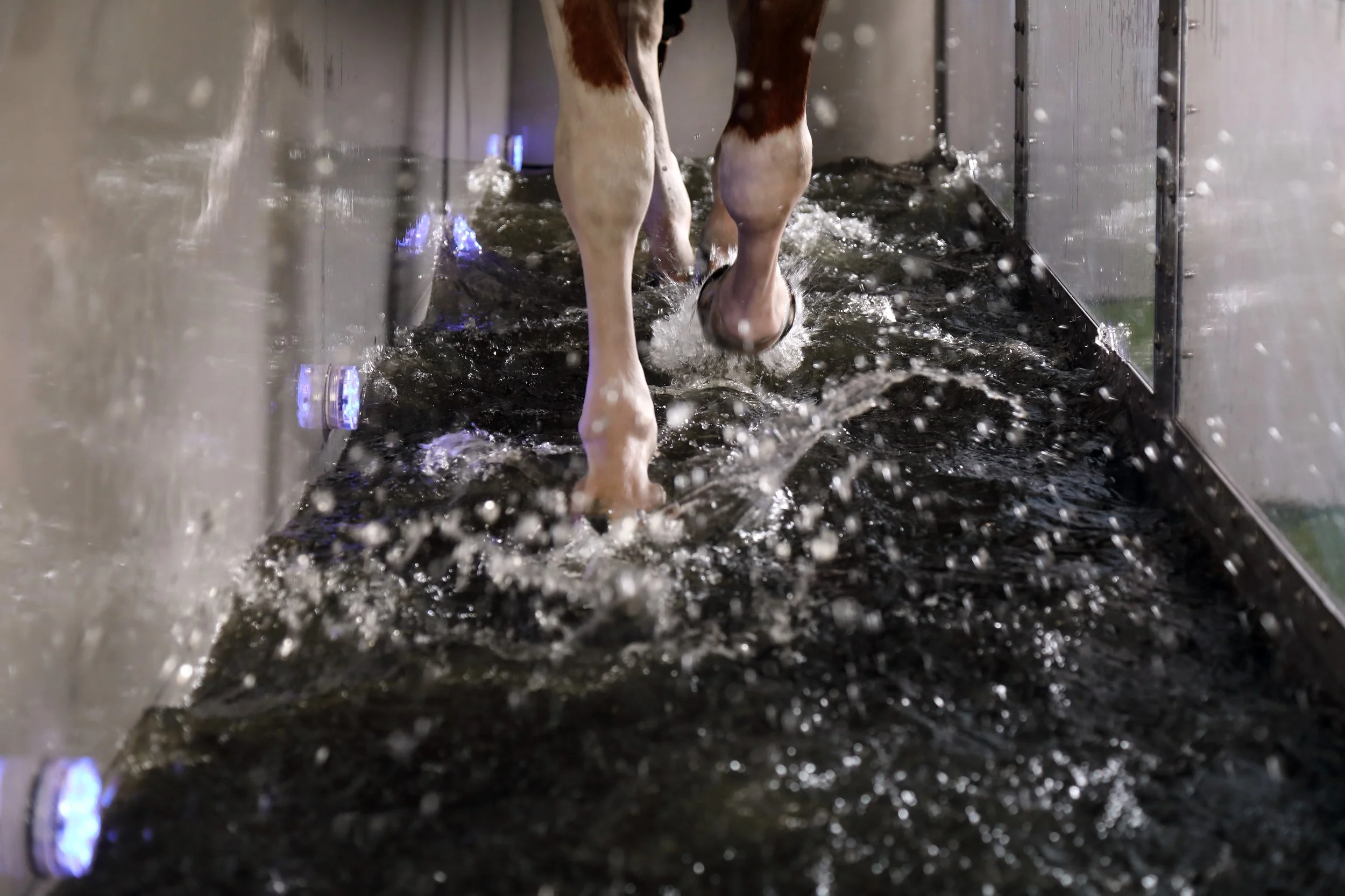 Water treadmills what can they offer our racehorses Trainer Magazine European Trainer Article Index